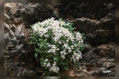 Sarcocapnos-enneaphylla.1