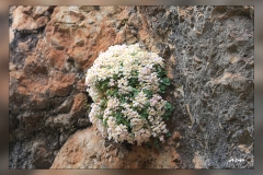 Sarcocapnos-enneaphylla.2