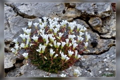 Saxifraga-cuneata.2