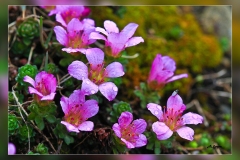 Saxifraga-oppositifolia