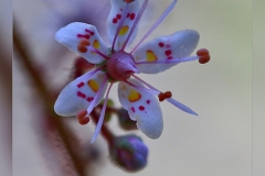Saxifraga-umbrosa