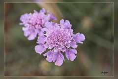 Scabiosa-cinerea