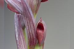 Serapias-parviflora