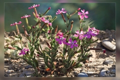 Silene-cambessedesii