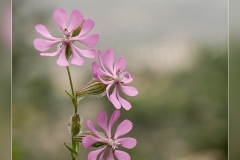Silene-colorata