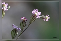 Silene-secundiflora