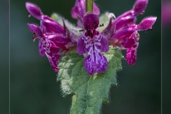 Stachis-sylvatica
