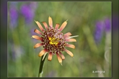 Tragopogom-crocifolius