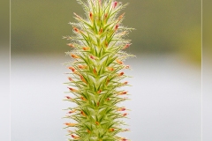 Trifolium-angustifolium