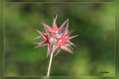 Trifolium-stellatum.1