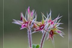 Trifolium-stellatum.2