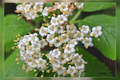 Viburnum-lantana