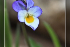 Viola-kaitibetiana