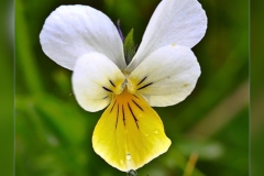 Viola-saxatilis