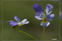 Viola-tricolor