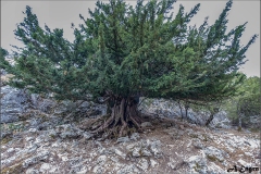 30.Tejo_.-Barranco-del-Trabino-1