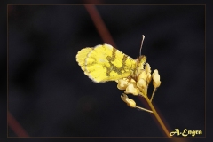 Anthocharis-euphenoides.1