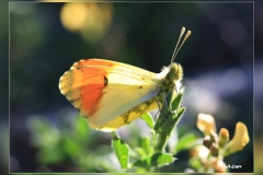 Anthocharis-euphenoides.2