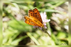 Argynnis-adippe.2