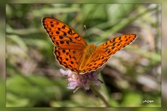 Argynnis-adippe
