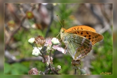 Argynnis-paphia.3