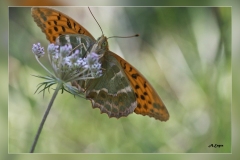 Argynnis-paphia