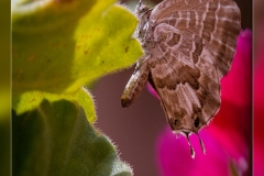 Cacyreus-marshalli.1