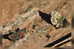 Carcharodus-baeticus-Spialia-sp