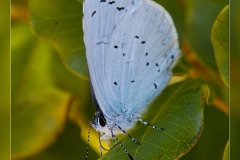 Celastrina-argiolus.1