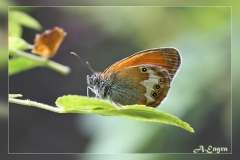 Coenonympha-arcania
