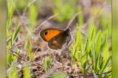 Coenonympha-pamphilus.2