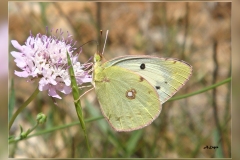 Colias-alfacariensis