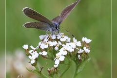 Cyaniris-semiargus.2