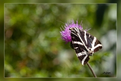 Euplagia-quadripunctaria.2