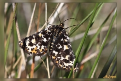 Eurranthis-plummistaria.2