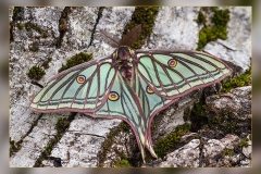 Graellsia-isabellae.1