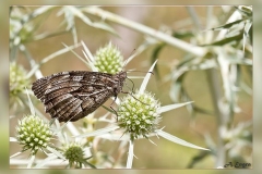 Hipparchia-statilinus