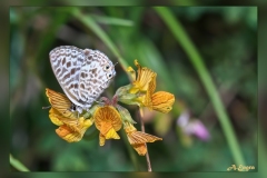 Leptotes-pirithous.1