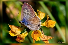 Leptotes-pirithous.2