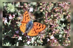 Lycaena-alciphron.4