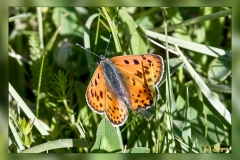 Lycaena-alciphron