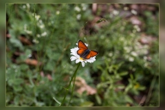 Lycaena-hippothoe.2