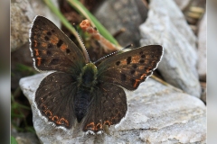 Lycaena-tityrus