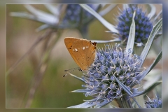 Lycaena-virgaureae.1