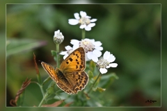 Lycaena-virgaureae.2