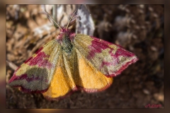 Lythria-sanguinaria.1