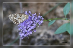 Melanargia-lachesis.1