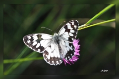Melanargia-lachesis.2