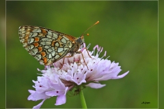Melitaea-deione.1