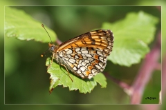 Melitaea-deione.2